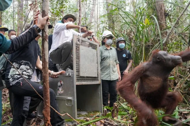 Menhut lepasliarkan dua orangutan hasil penyelamatan di Kalbar
