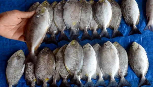 5 Tips Mudah Memilih Ikan Segar